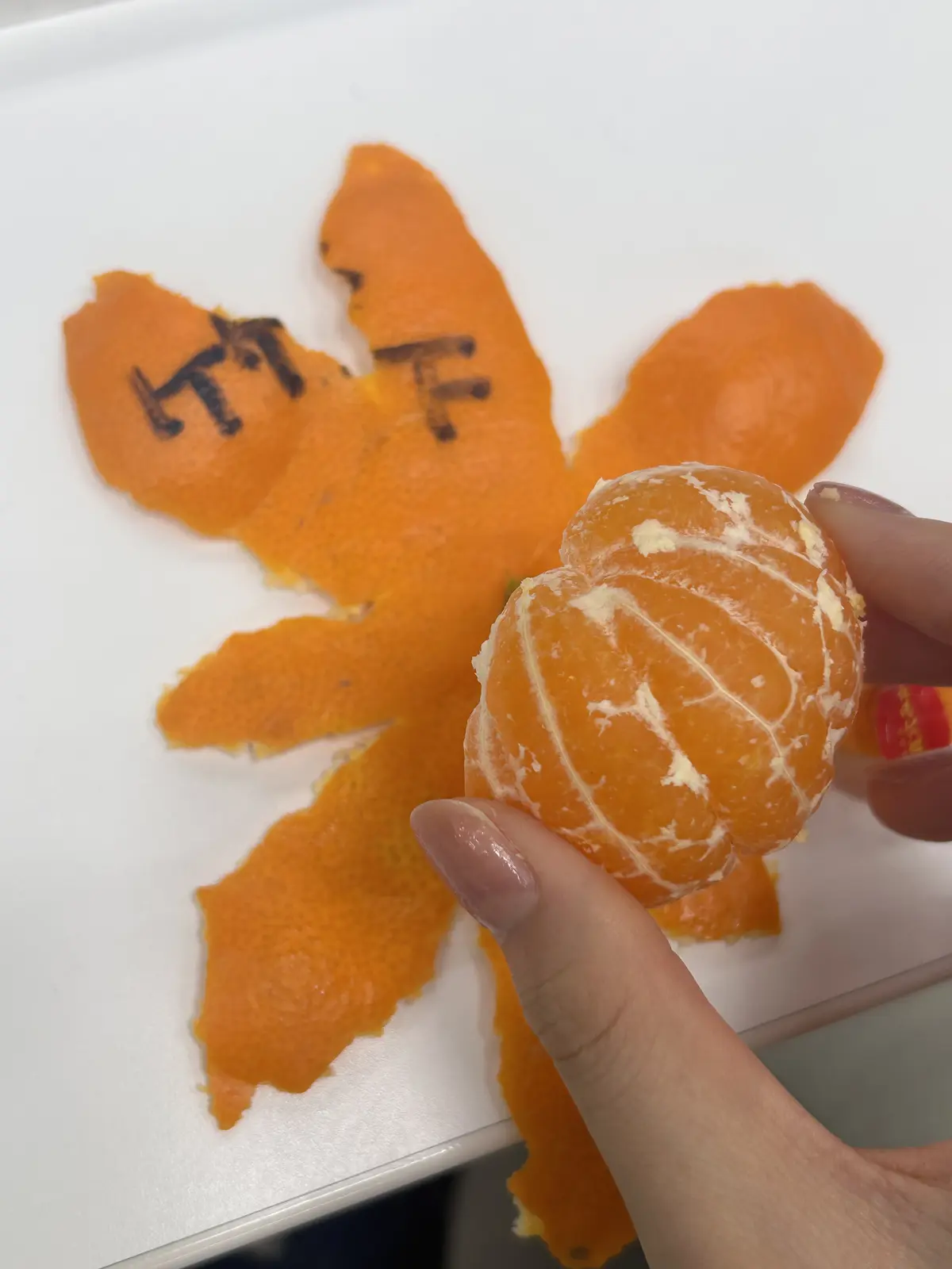 竹下優名・ロケバスさんからいただいたみかん