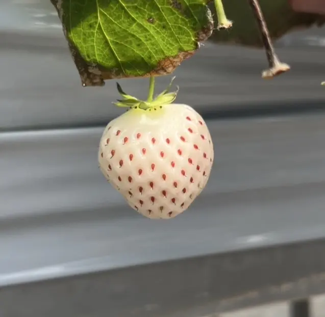 葛西ブログ６