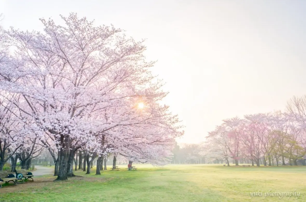 【関東の映え桜スポット⑤選】JKにも人気の画像_7