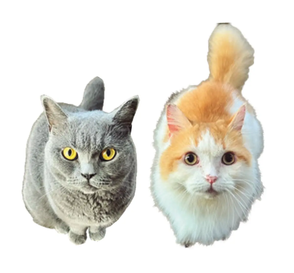 【ミスセブンティーン2025 佐々木満音の画像_4