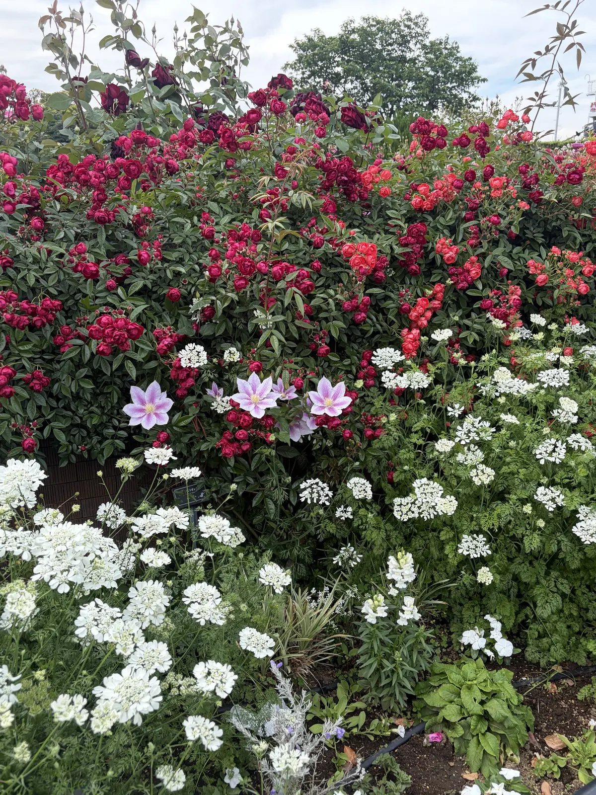 竹下　ブログ　公園のお花　バラなど