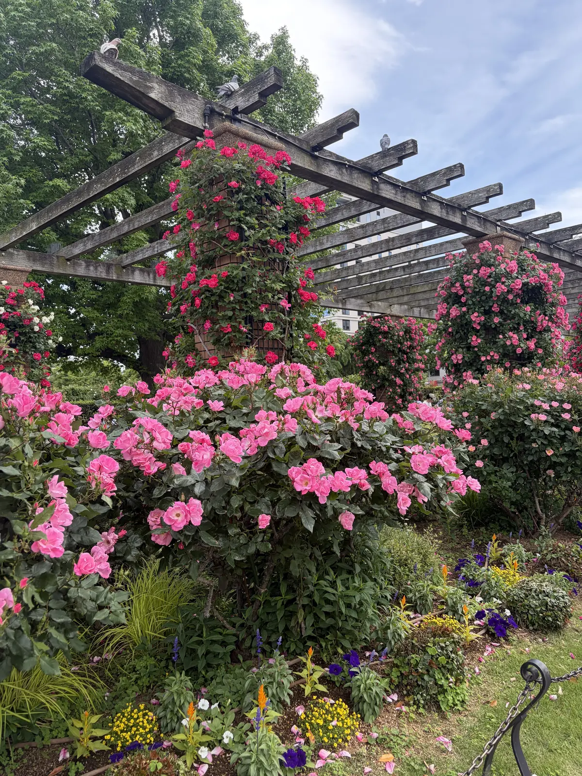竹下　ブログ　公園のお花　ピンク