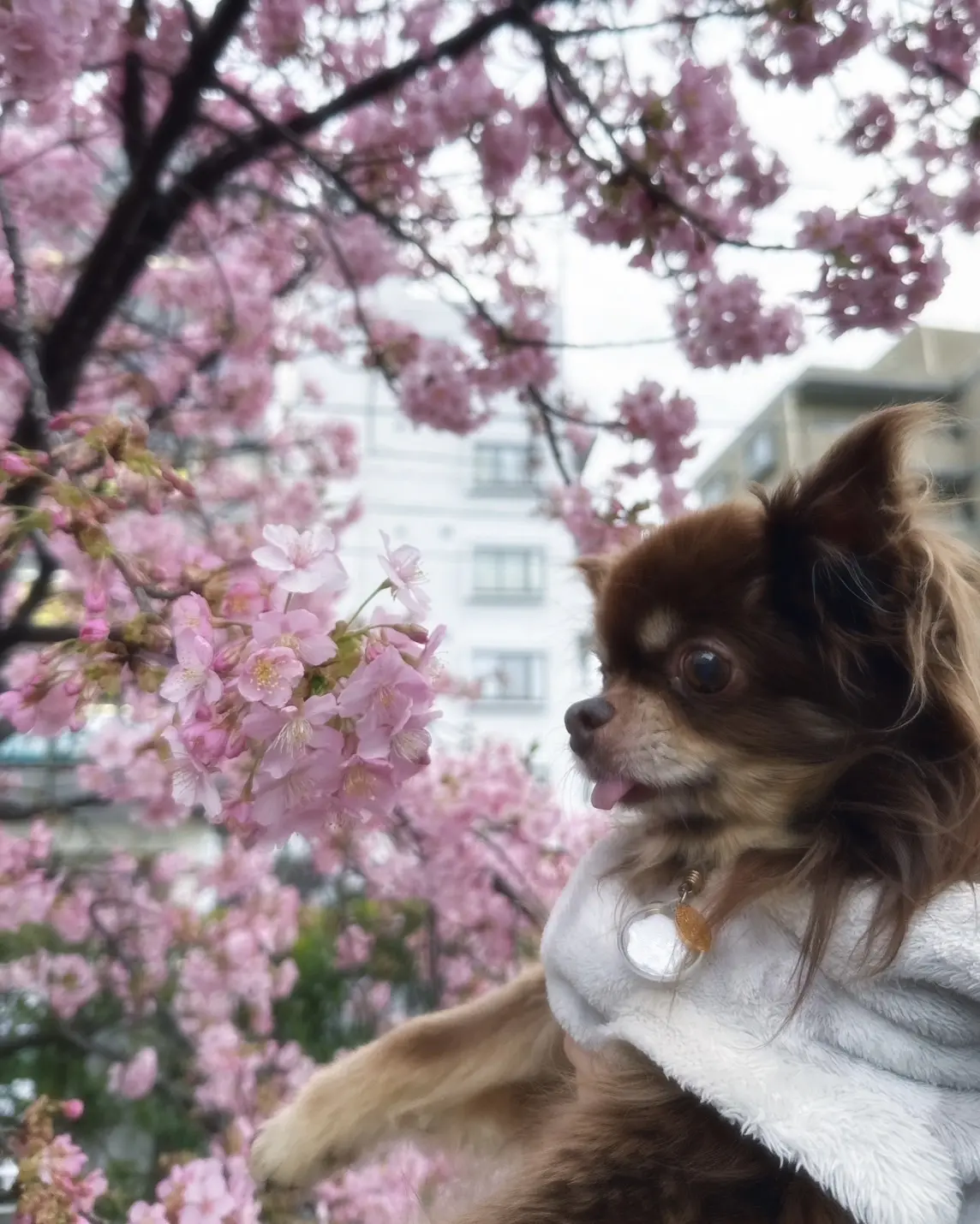 【中島瑠菜】もう春だ！の画像_3