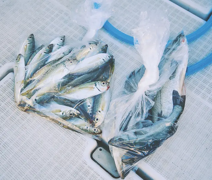 ～本日の釣果～