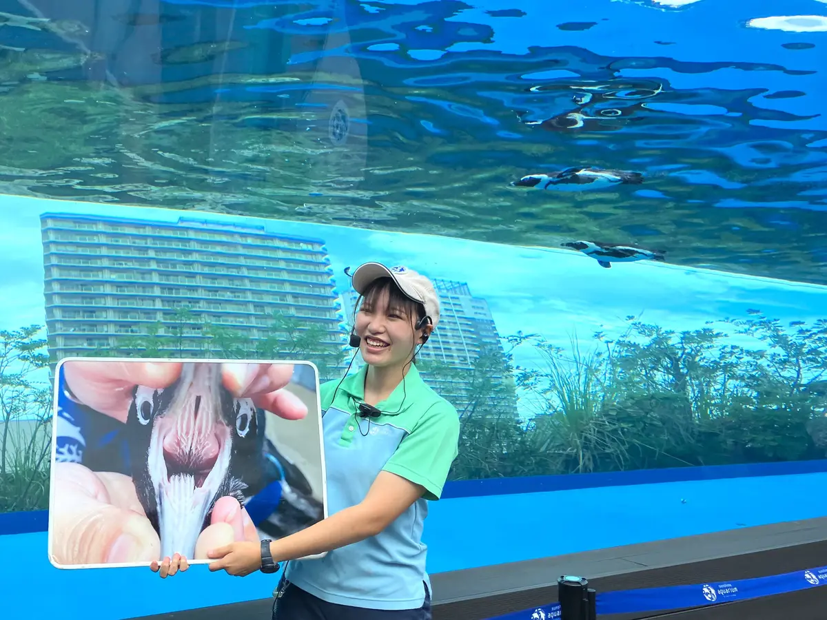 ペンギンフィーディングタイム