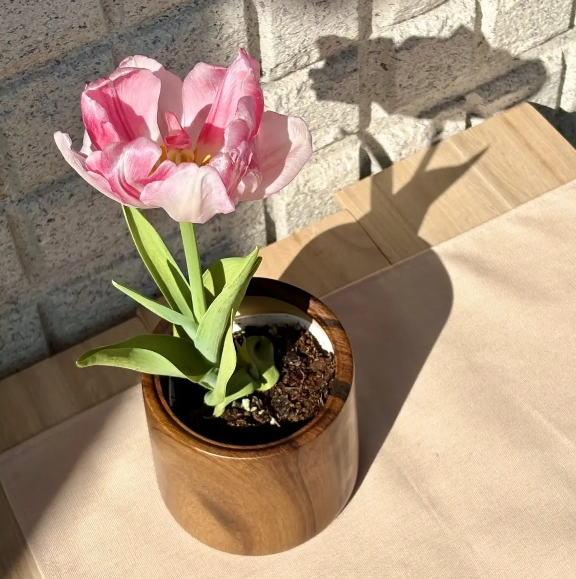 森﨑美月 チューリップ