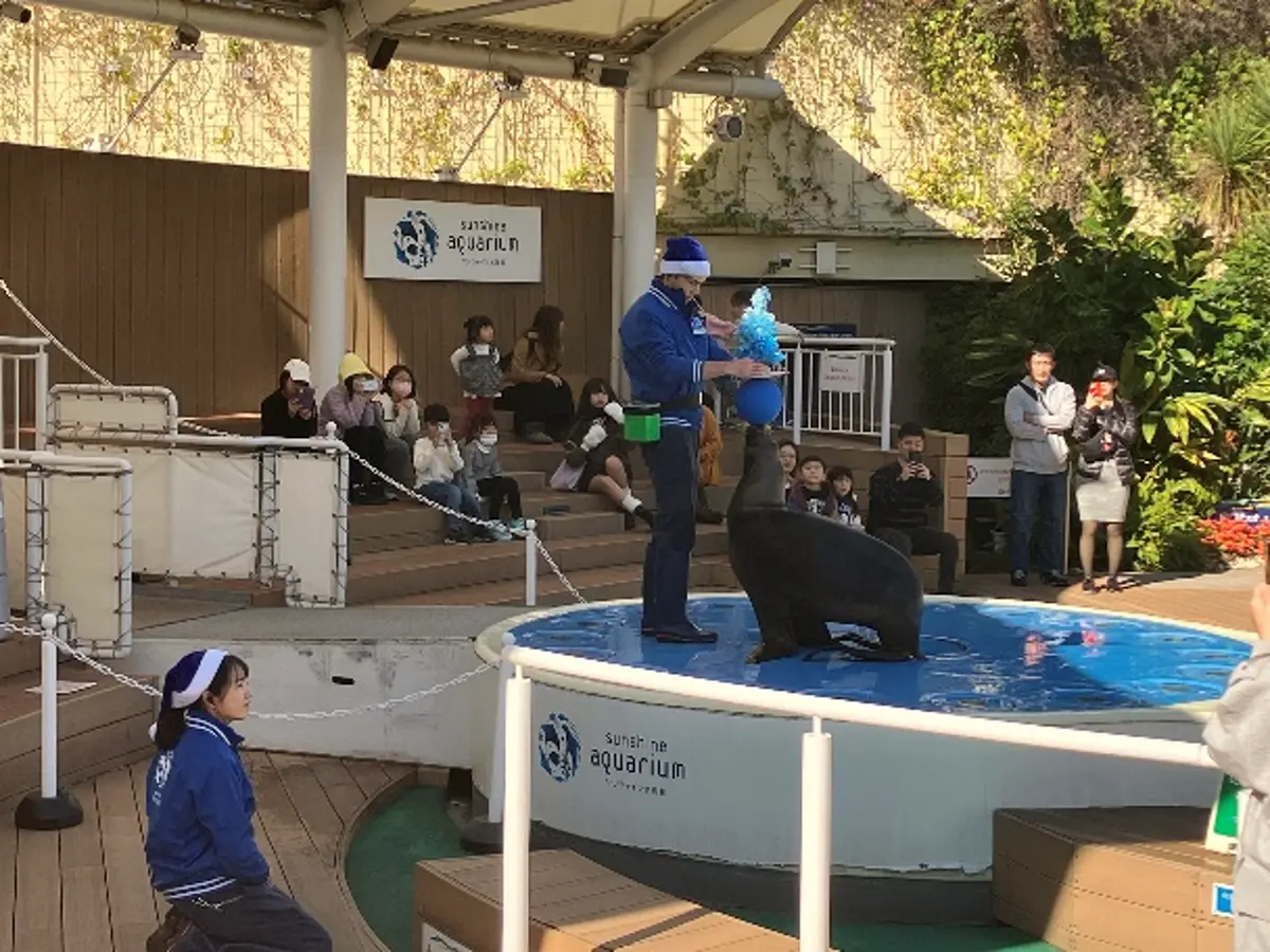 アシカトレーニング