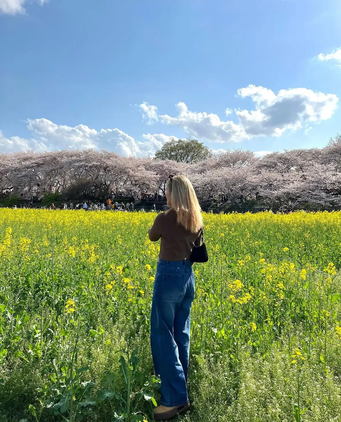 【関東の映え桜スポット⑤選】JKにも人気の画像_3