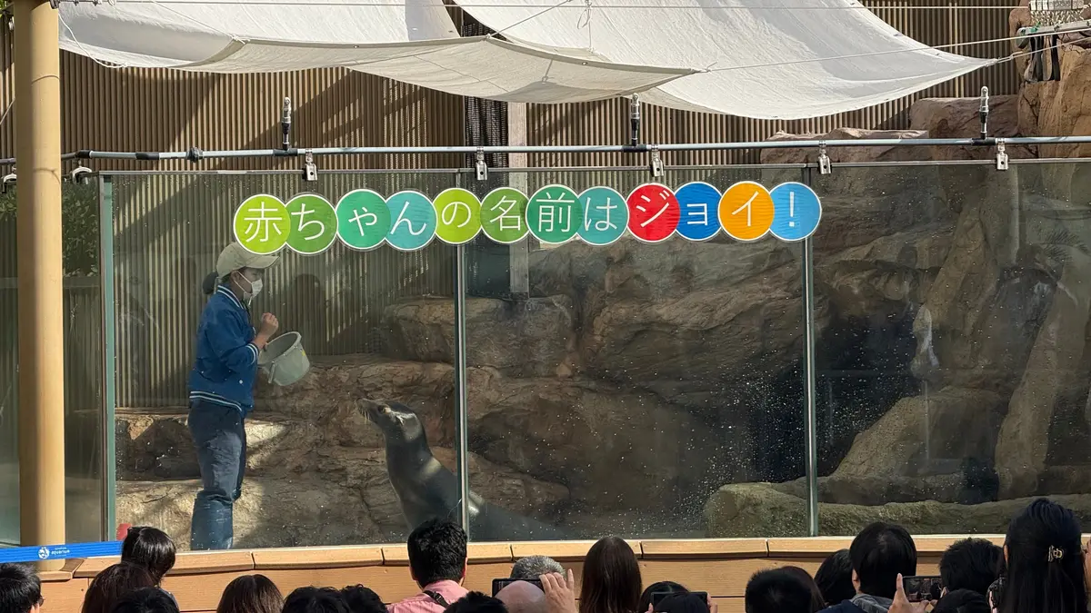 アシカフィーディングタイム