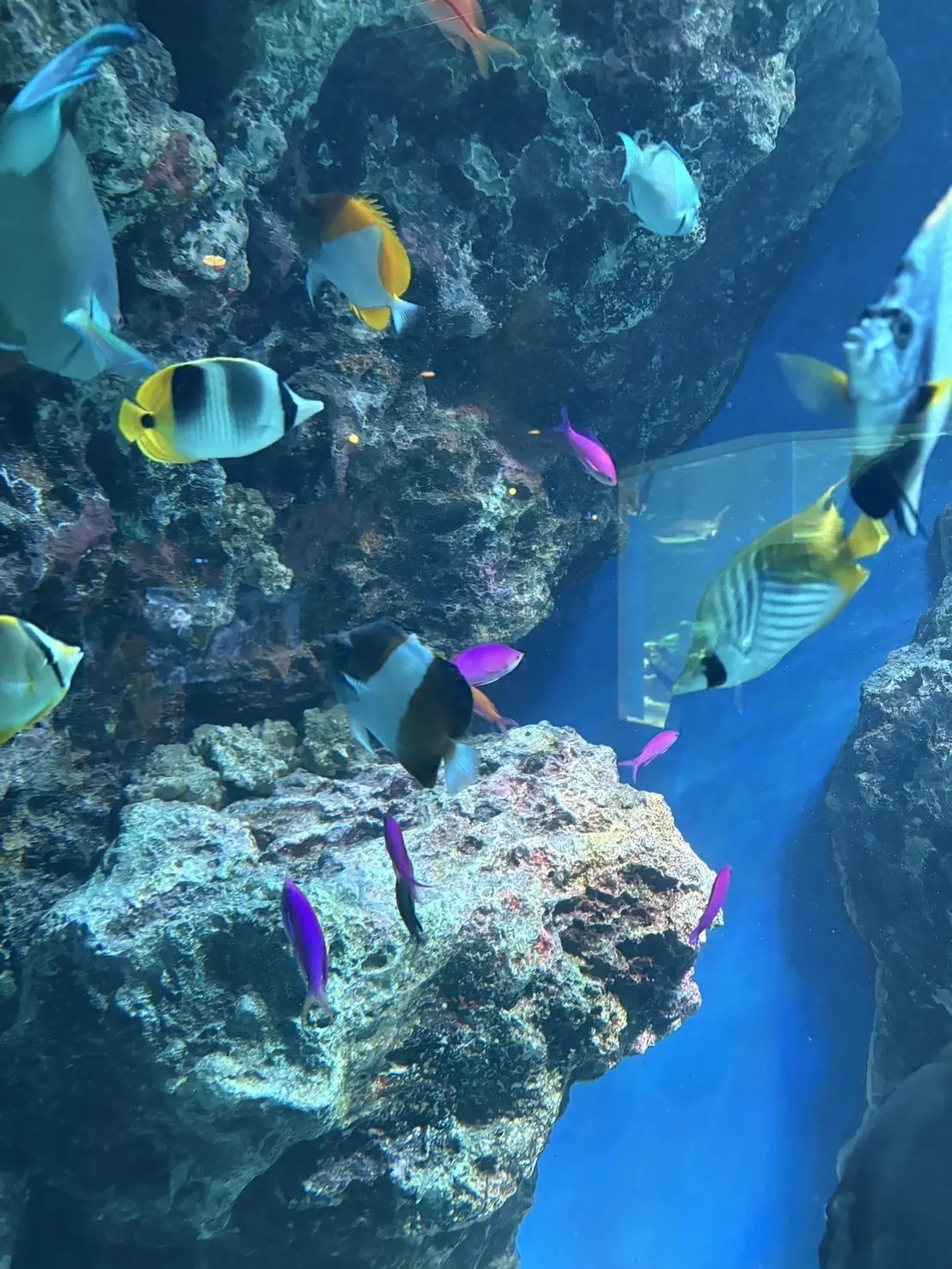 稲光ブログ　水族館５