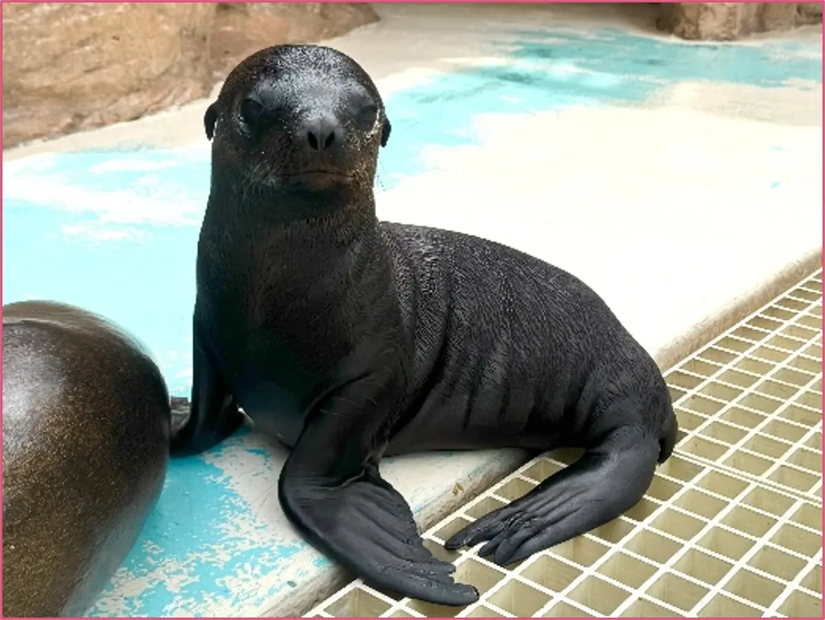 アシカのジョイ