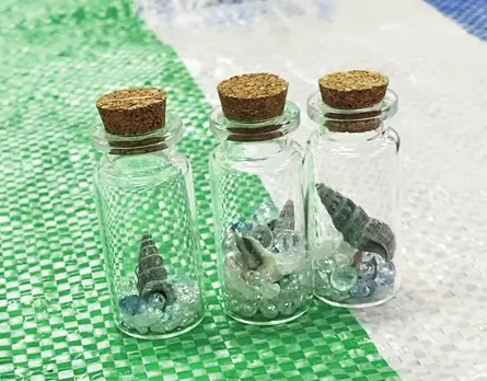 貝殻の展示