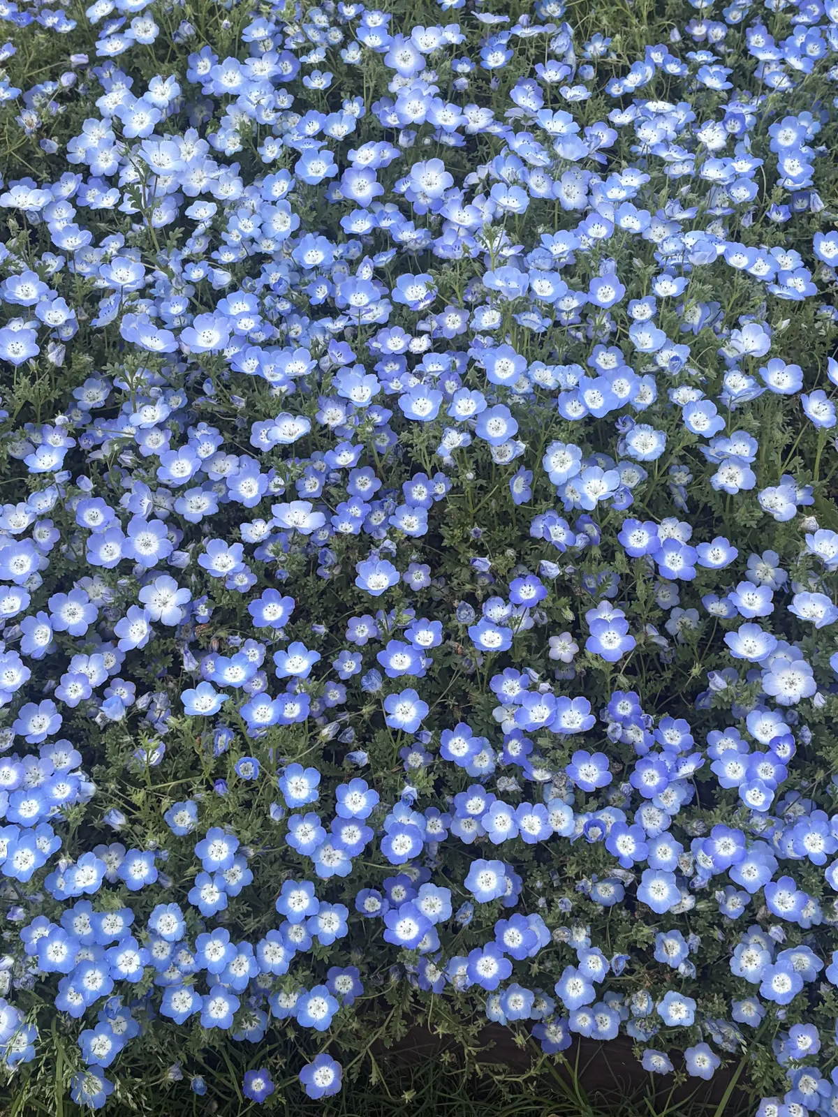 竹下　ブログ　公園のお花　ネモフィラ