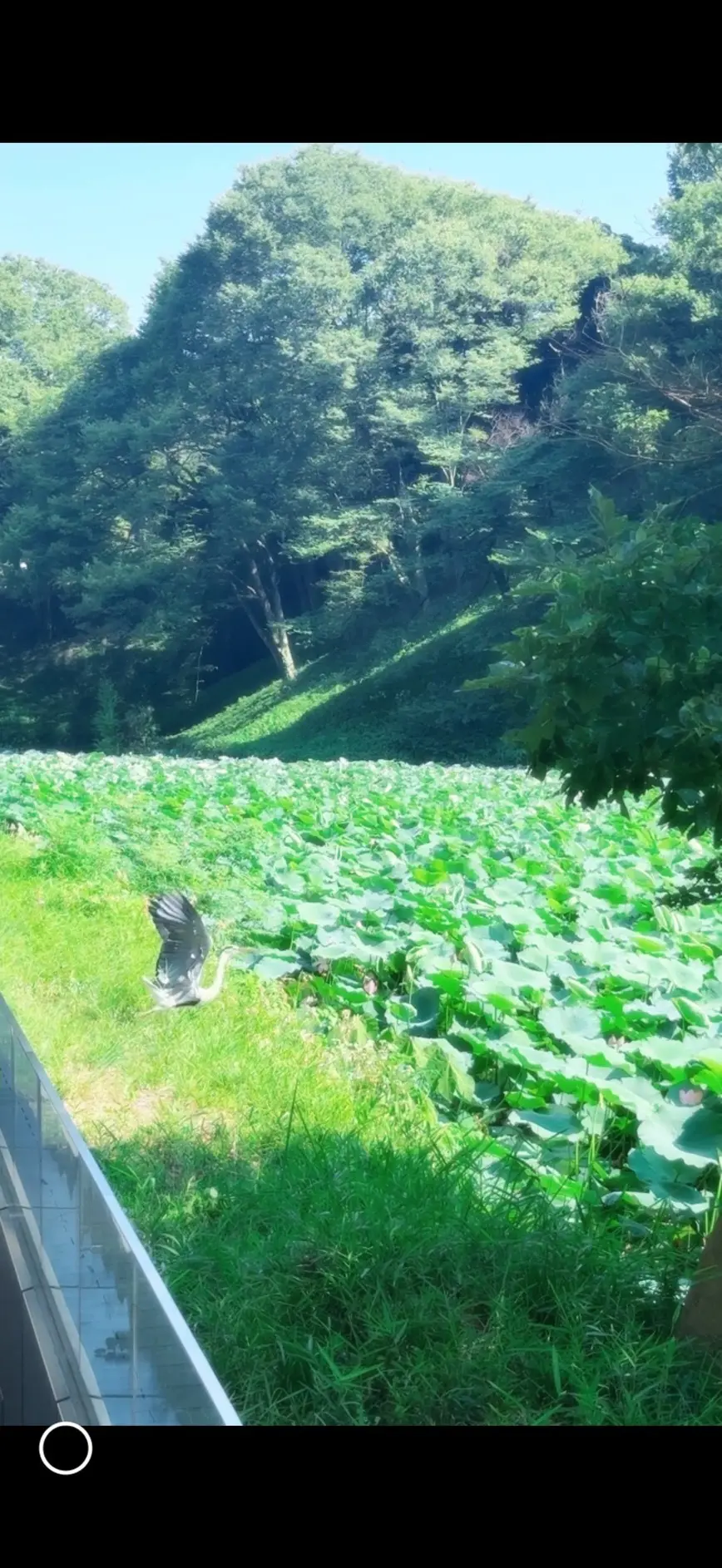 中島瑠菜ブログ２