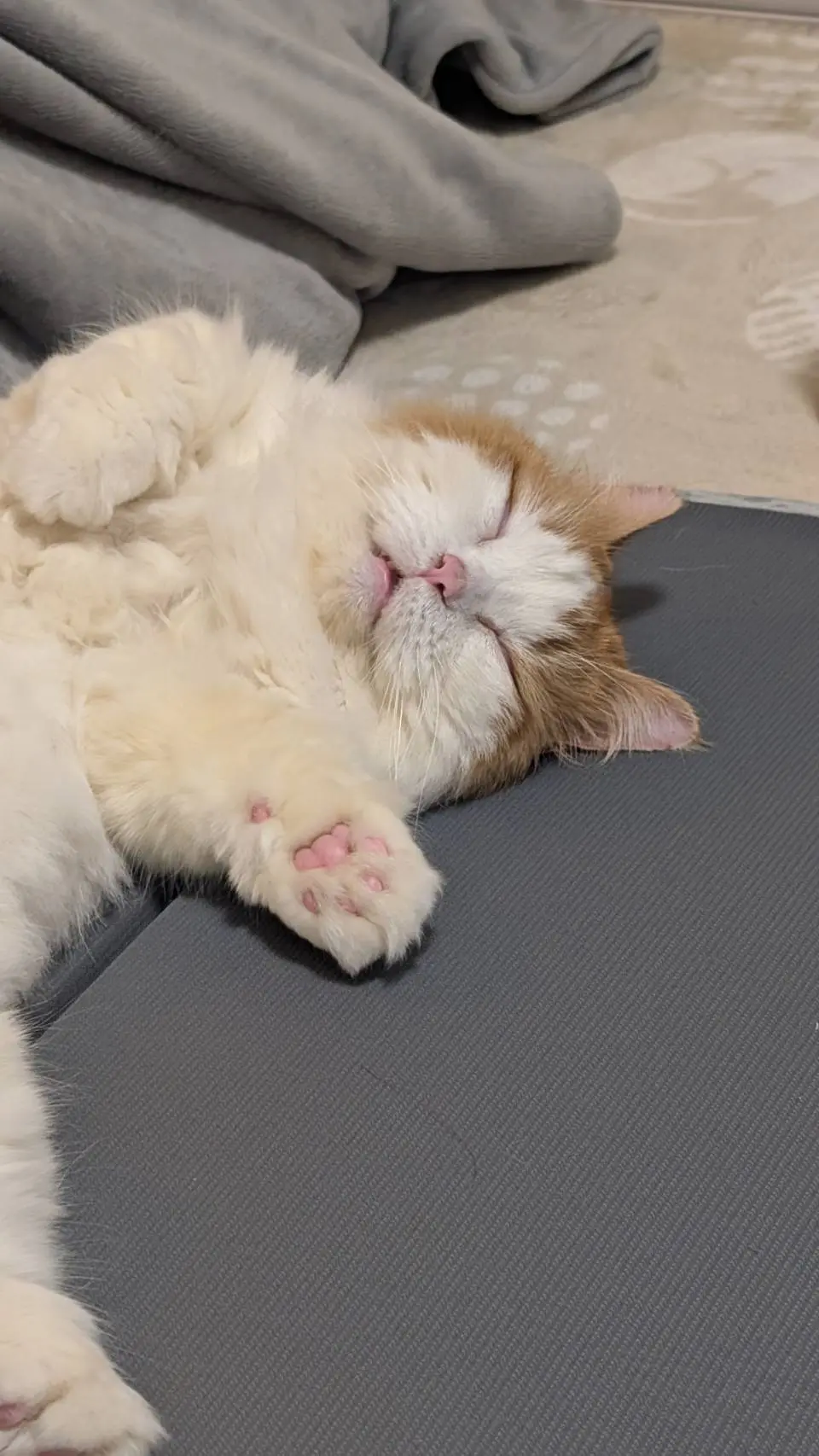 佐々木　ブログ　ねこ