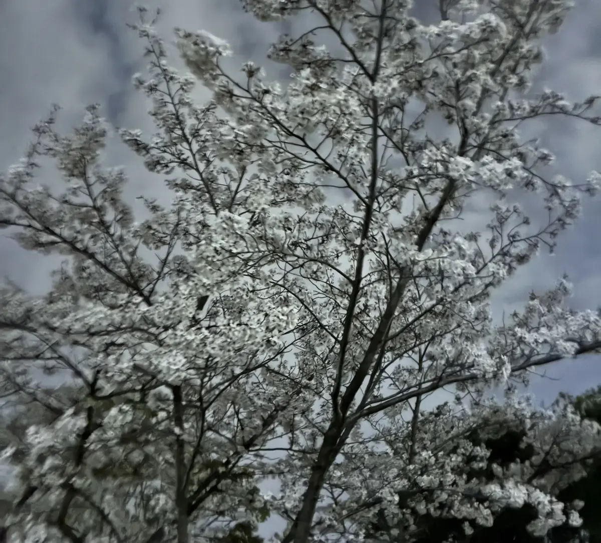 増田三莉音＿桜の写真