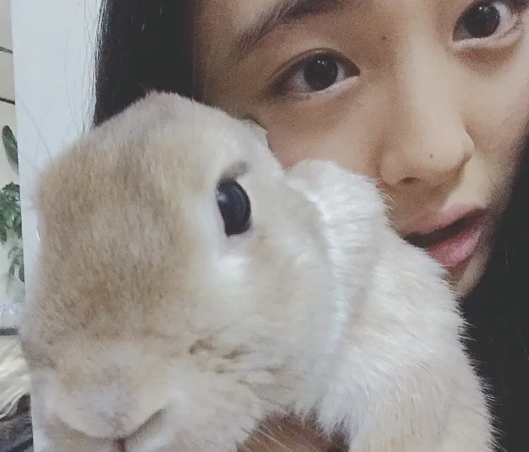 🐰の画像_1