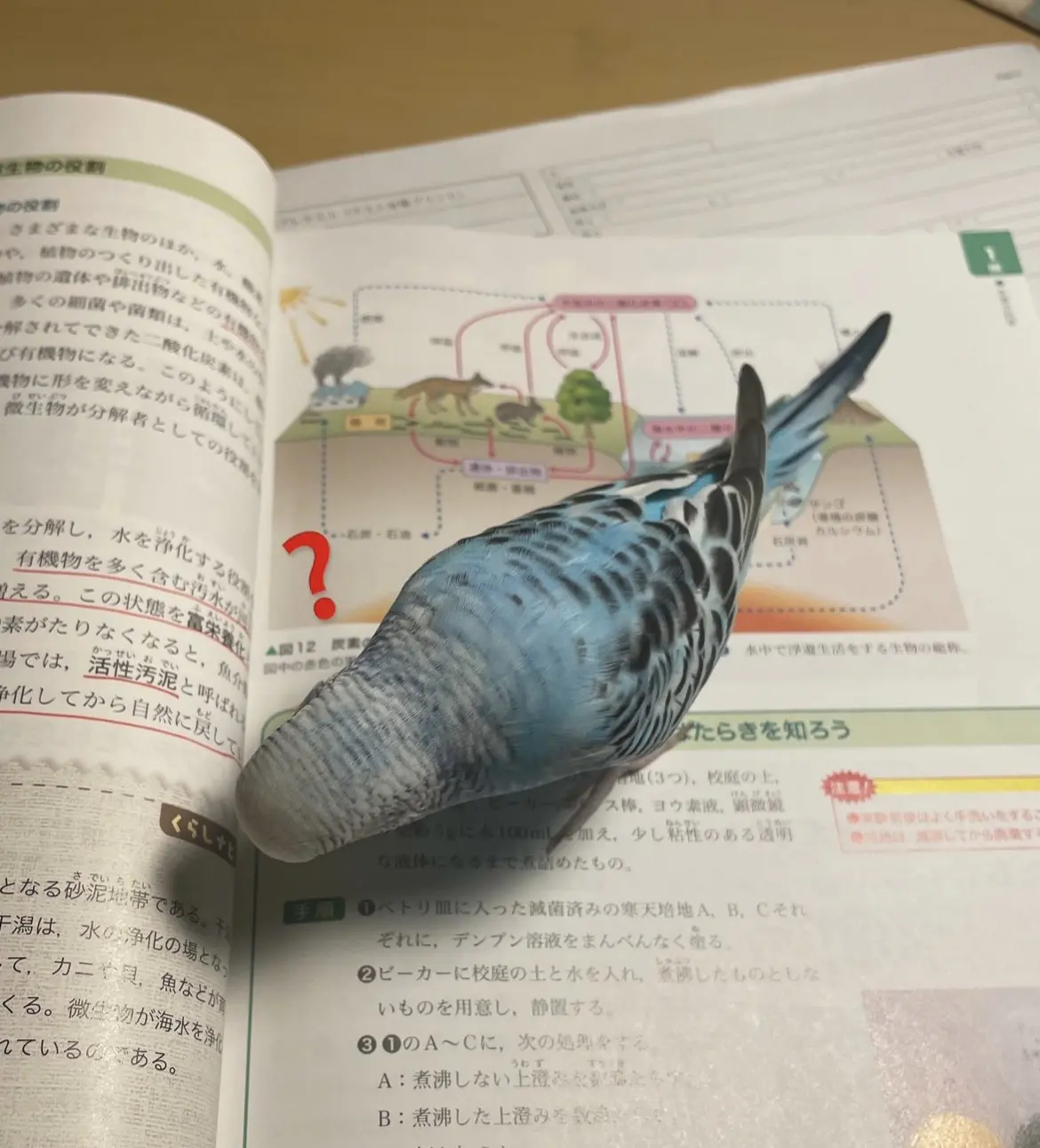 テスト勉強…の画像_2