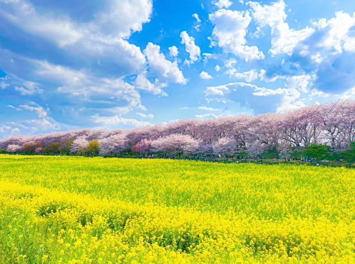 【関東の映え桜スポット⑤選】JKにも人気の画像_4