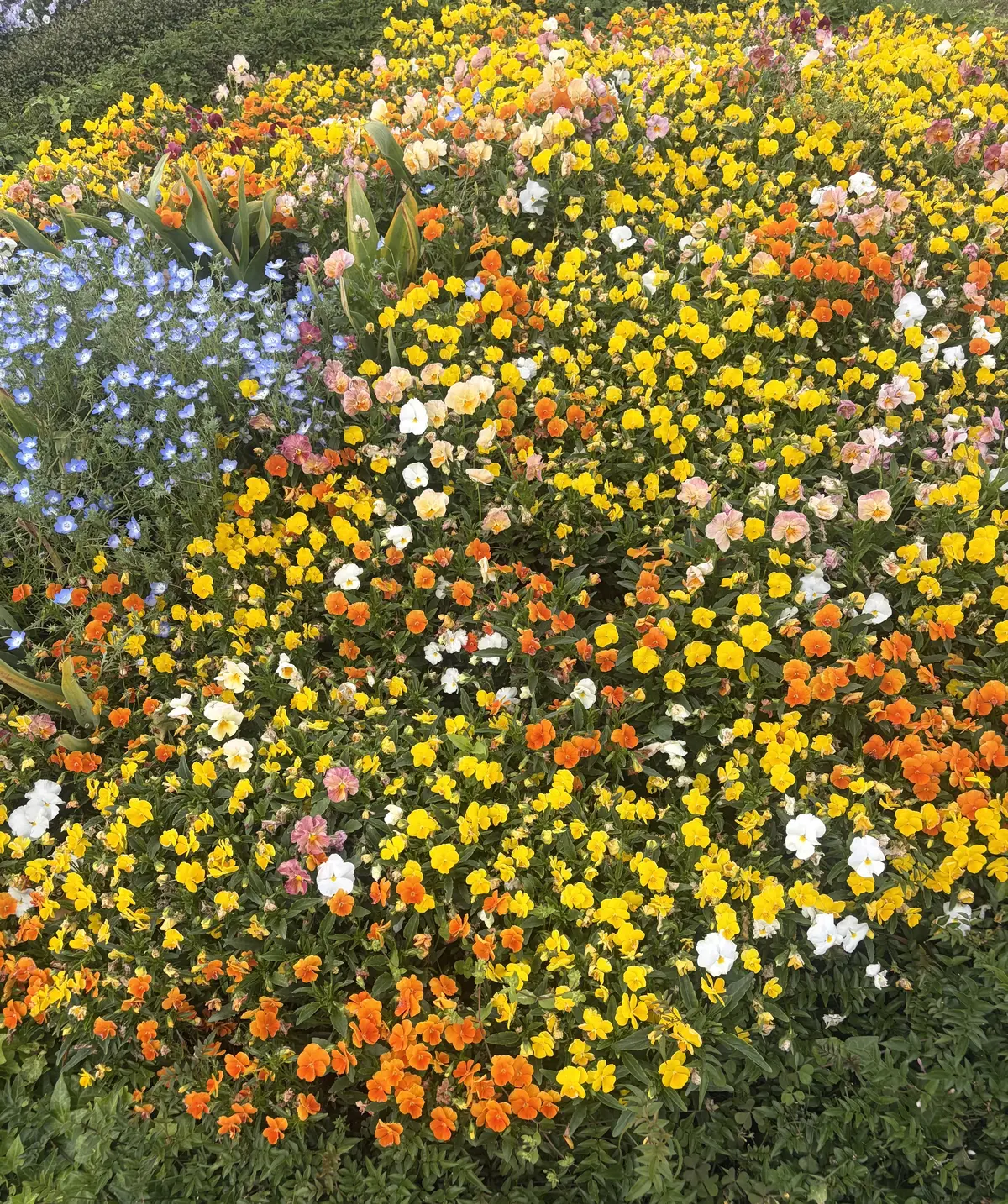 竹下　ブログ　公園のお花　黄色