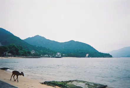 荘厳な景色の中に鹿がフレームイン!