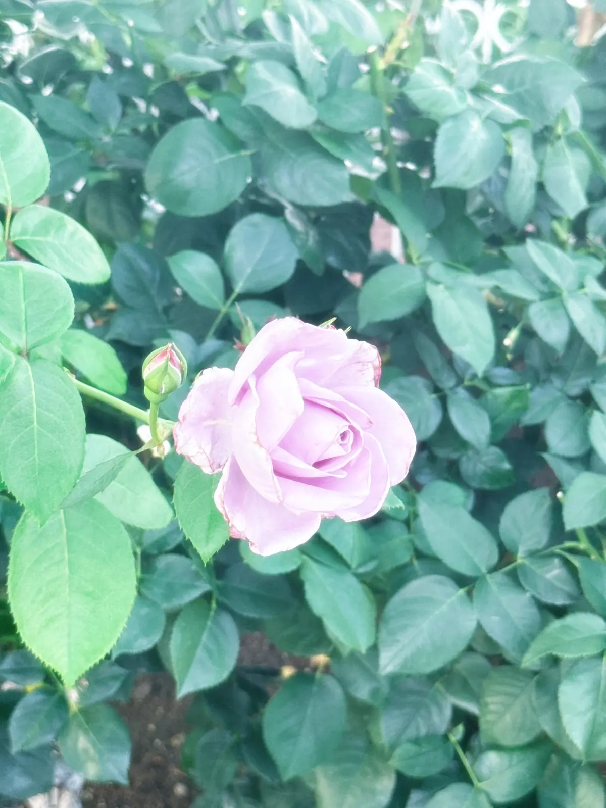 中島瑠菜　ブログ　休日２