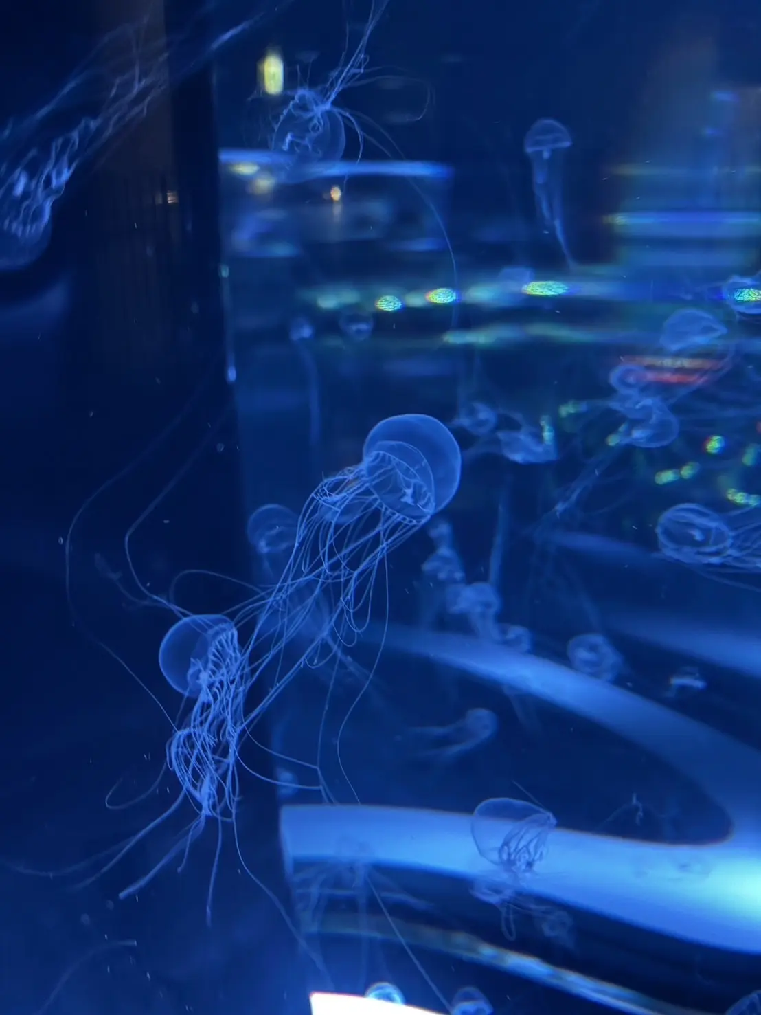 稲光ブログ　水族館６