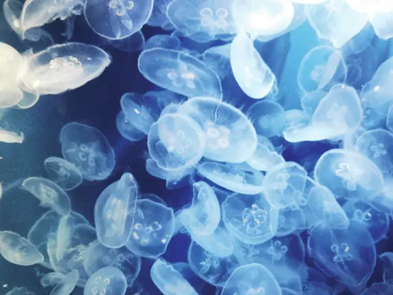 月島琉衣　水族館