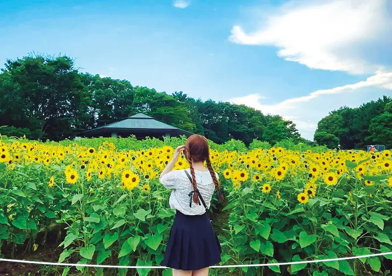 ひまわり畑