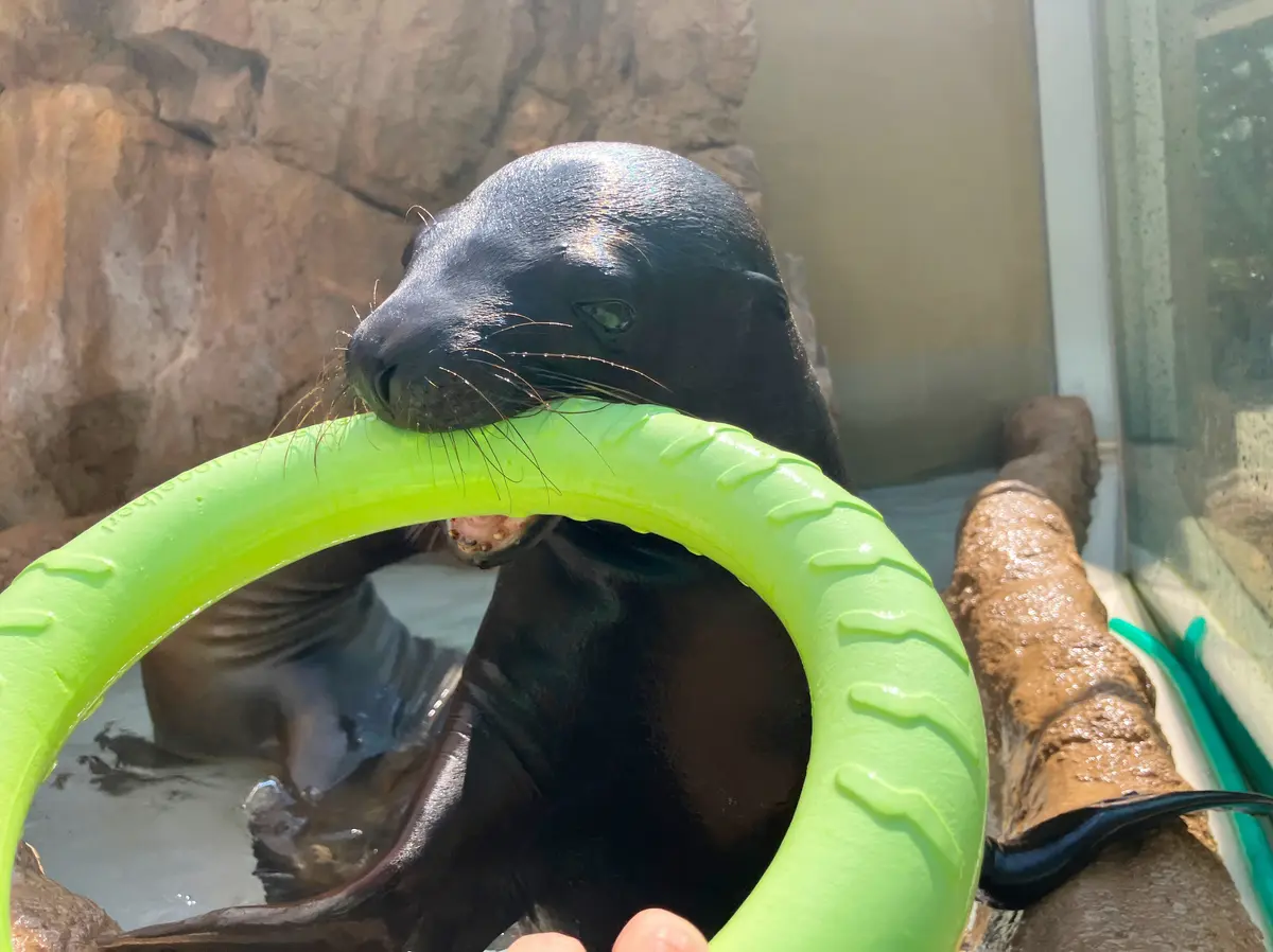 アシカフィーディングタイム