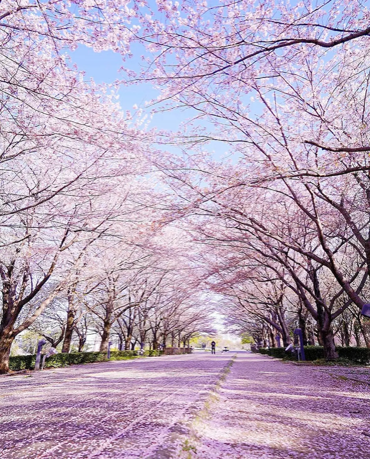 【関東の映え桜スポット⑤選】JKにも人気の画像_6