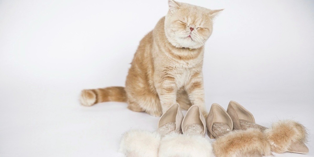 インスタで大人気の猫“マッシュ”と『RANDA』のコラボシューズがかわい