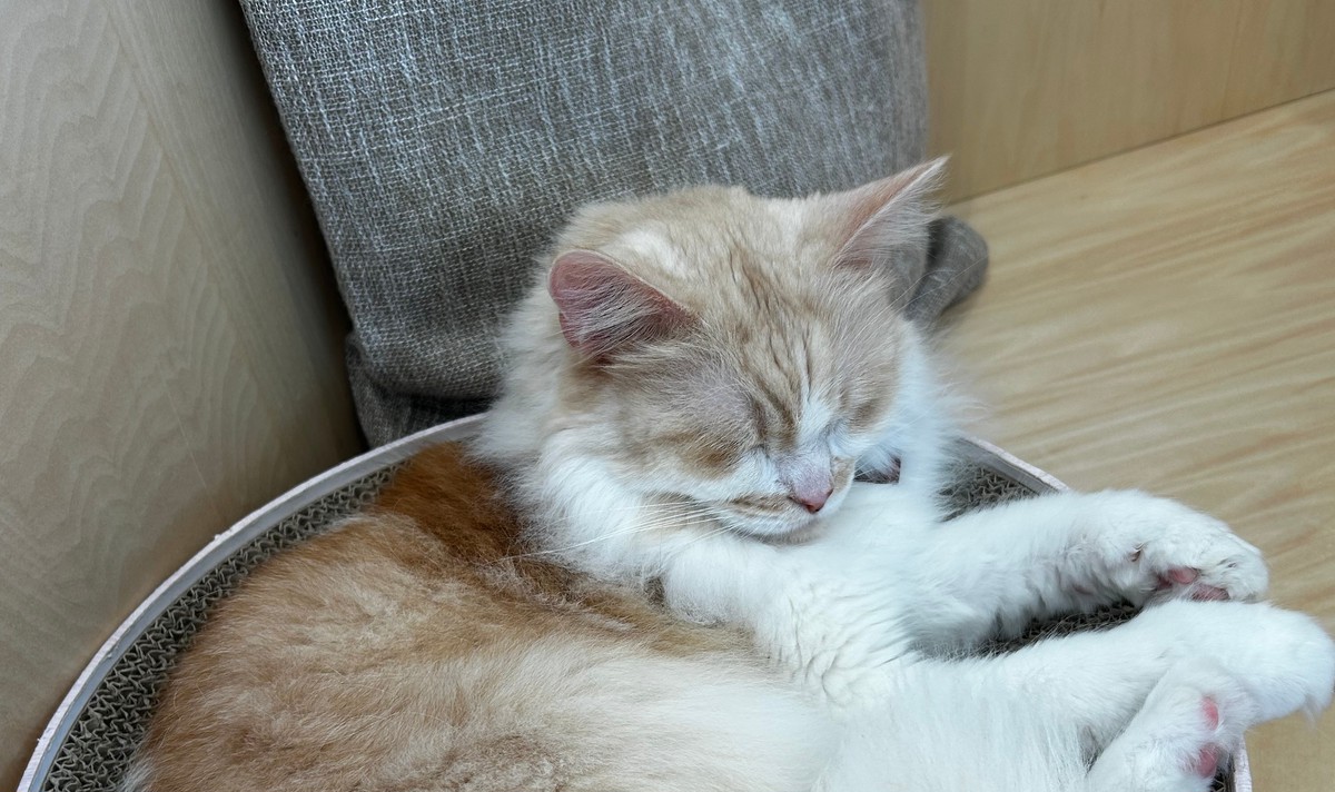 SEVENTEEN - ねこはな m11493254409_1.jpg?1697291933