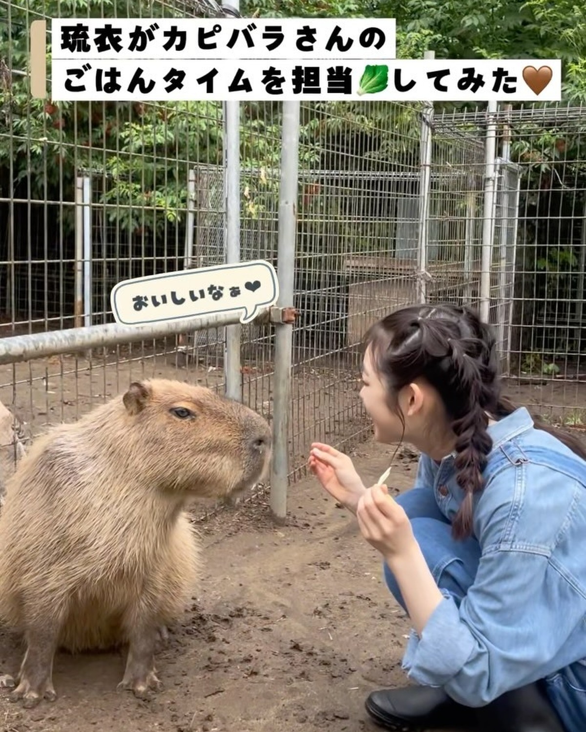 ダチョウ王国にてカピバラさんのごはんタイムのお手伝いをしたよ🍽️🥬 最初は琉衣のことを様子見！？していたカピバラさんも、最後は撫でさせてくれたり手からごはんを食べてくれるように🤎🤎可愛いやりとりを少し