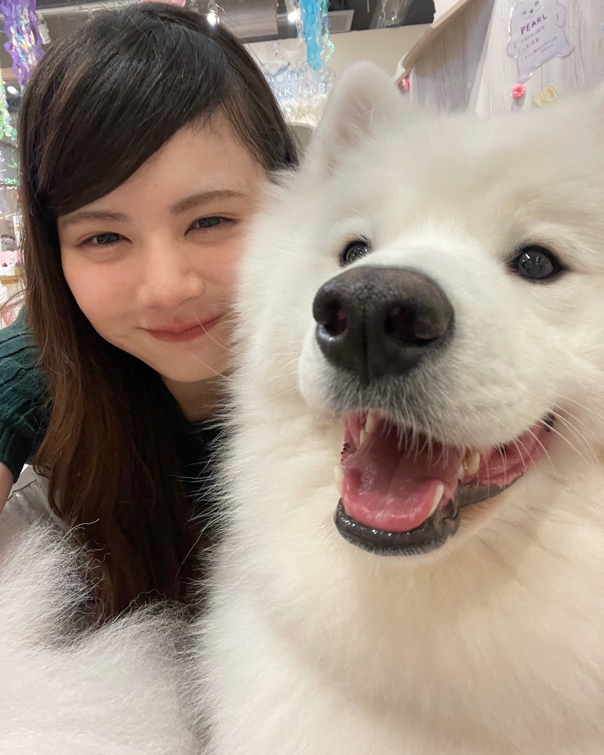 星良ともふもふたち🐶🤍最後の2枚目はおやつをあげようとしているみさせい👭🏻わんこ達が元気いっぱいすぎて、大爆笑の２人でした🥹🤣🎶#相羽星良 #ストアン #サモエド #サモエドカフェ #オフショット #