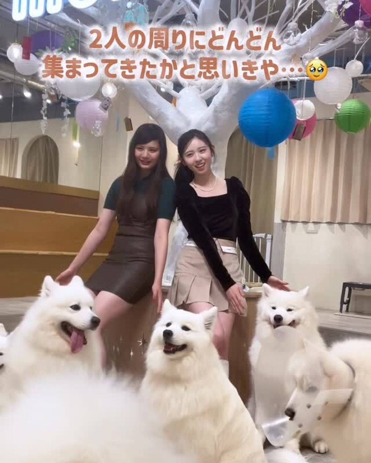 みさせい念願の…🤍サモエドカフェへ行ってきた🐶💨今回は「サモエドカフェmoffu 原宿店」にお邪魔したよ☕️ここにいる10匹のサモエドちゃんたちは、みんなお利口さんで元気いっぱい🤣🎵みさせいのことも大