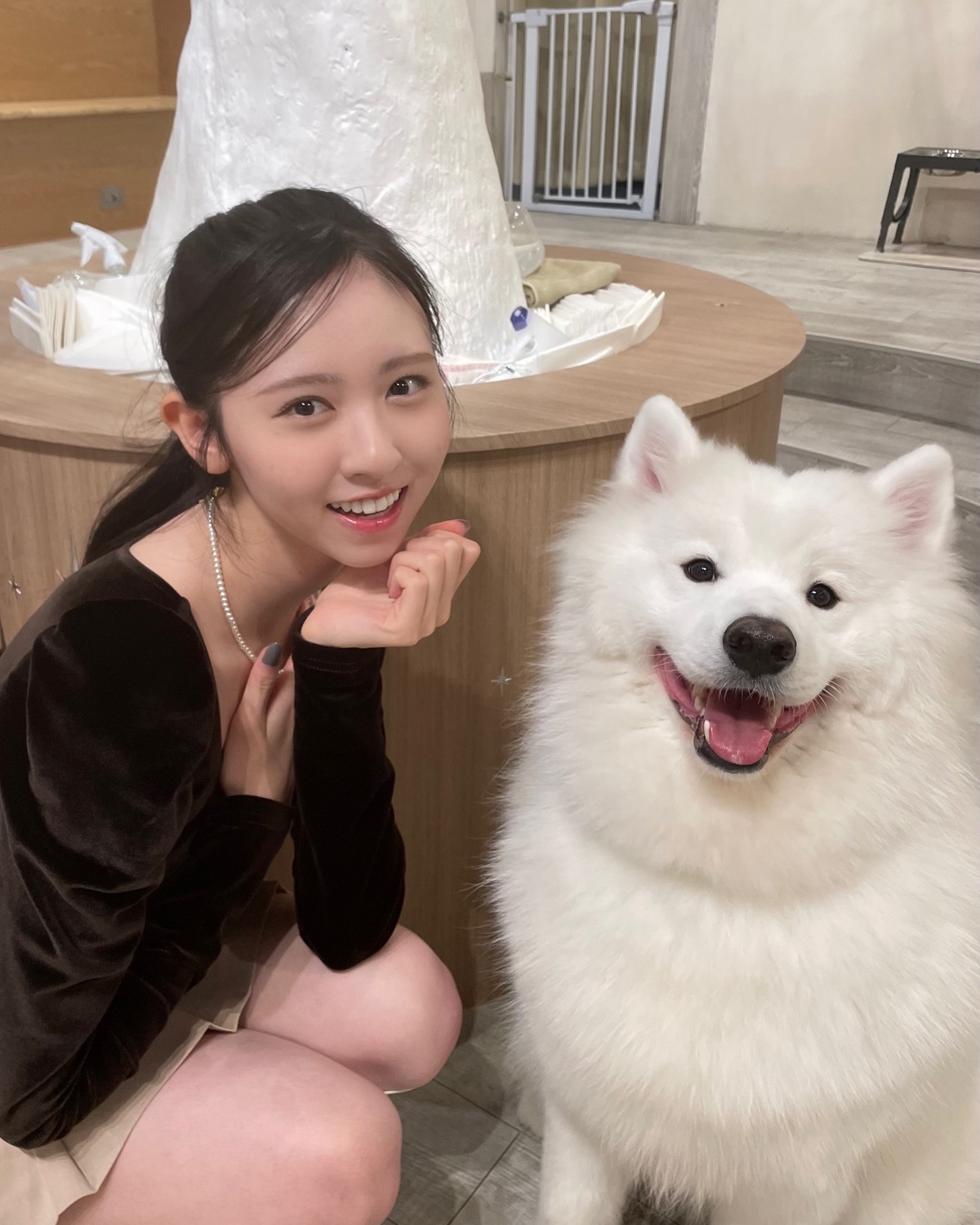 みさきとモフモフのかわいい空間🐶🐻‍❄️🤍☁️写真を撮るタイミングに合わせてしっかりカメラ目線をくれるサモエドたちでした🥺💯　#入江美沙希 #サモエド #サモエドカフェ #オフショット #Sevent