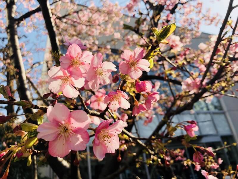 ぴんく🌸