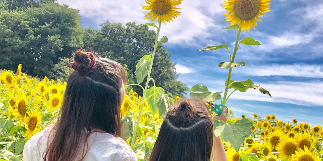 夏に一度は見ておきたい! 都内から行けるひまわり畑特集☆