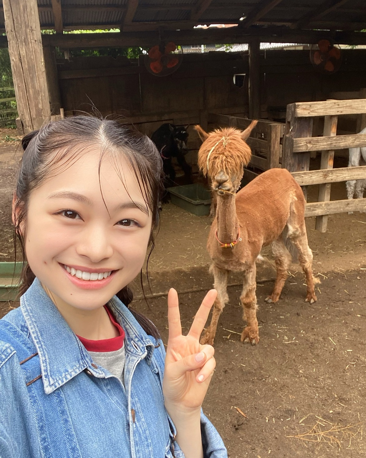 琉衣とアルパカ's🦙🤍🤎秋号の連載で動物たちのお世話をしたよ🧹💨密着YouTubeもUPする予定だから公開をお楽しみに🎥✨⊹₊⟡⋆˚⊹—————————⊹₊⟡⋆˚⊹Seventeen秋号発売中📖🤎ST